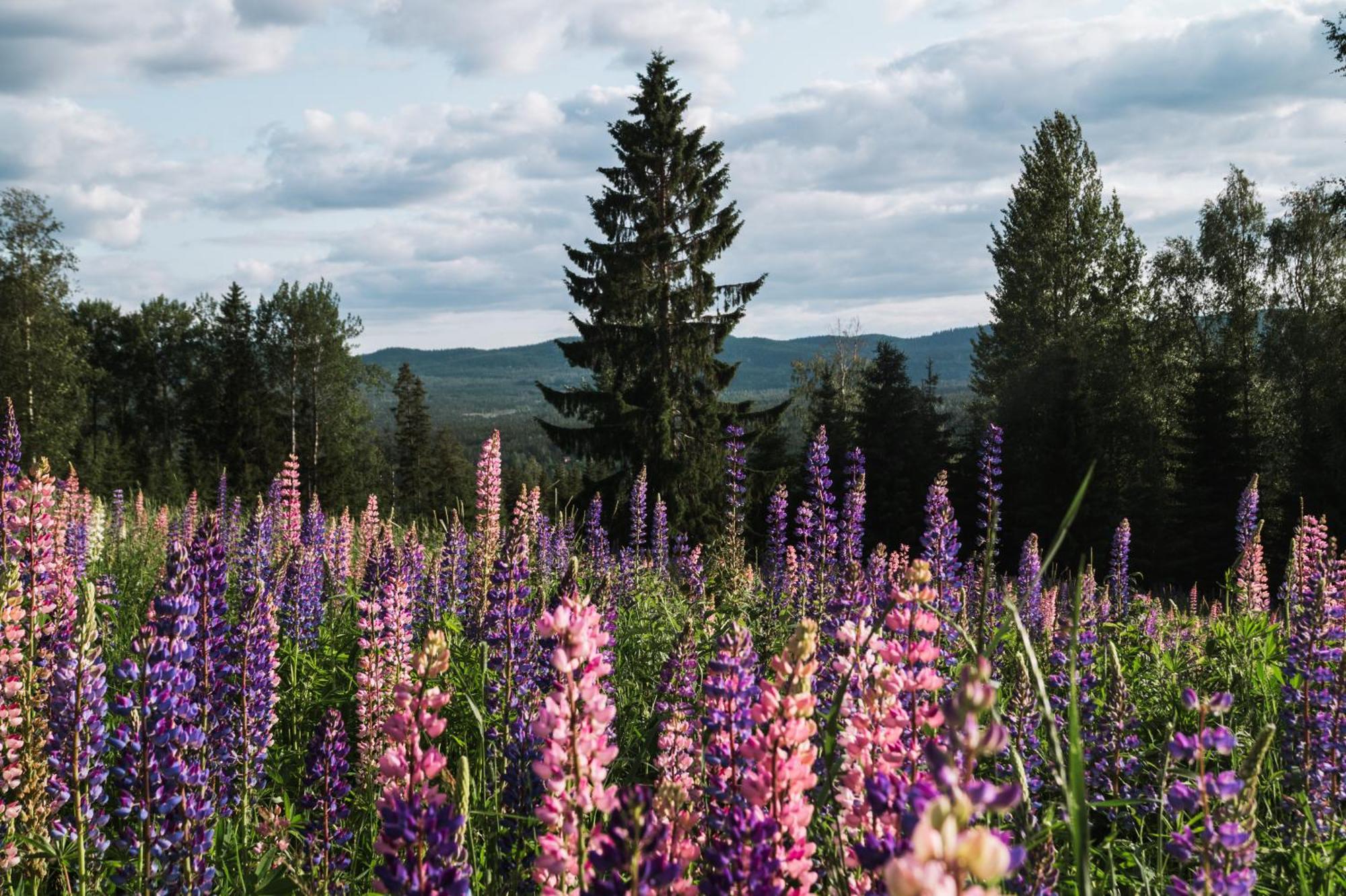 Vikinggard Cottages Holjes Екстериор снимка